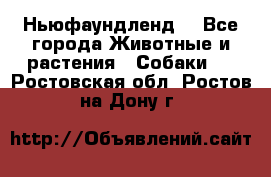 Ньюфаундленд  - Все города Животные и растения » Собаки   . Ростовская обл.,Ростов-на-Дону г.